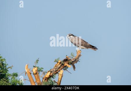 Ein Laggarfalke, der auf einem Baum im Grasland des Taler Chappar Blackbuck Sanctuary während einer Wildtiersafari thront Stockfoto