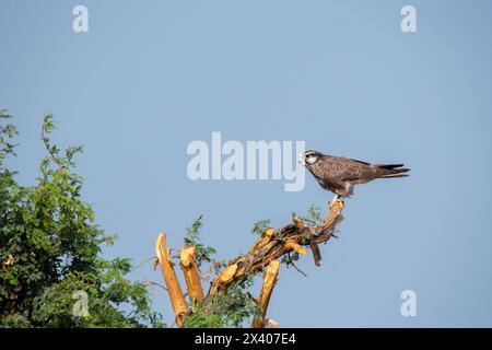 Ein Laggarfalke, der auf einem Baum im Grasland des Taler Chappar Blackbuck Sanctuary während einer Wildtiersafari thront Stockfoto