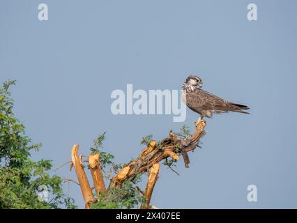 Ein Laggarfalke, der auf einem Baum im Grasland des Taler Chappar Blackbuck Sanctuary während einer Wildtiersafari thront Stockfoto