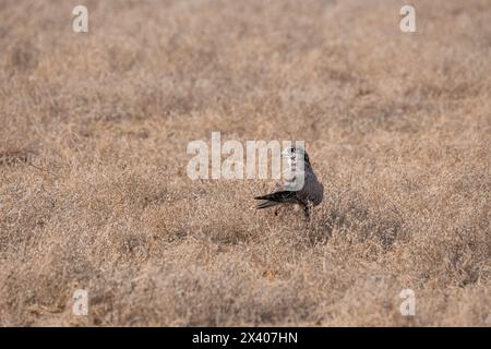 Ein Laggarfalke, der auf einem Baum im Grasland des Taler Chappar Blackbuck Sanctuary während einer Wildtiersafari thront Stockfoto