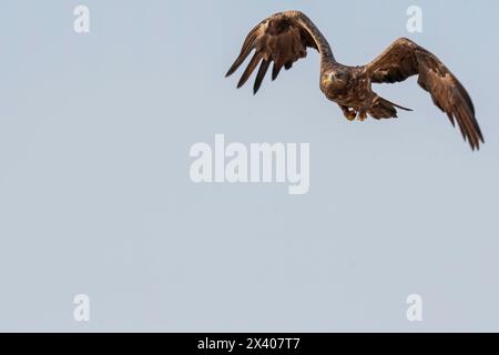 Ein gelbbrauner Adler, der von einem Barsch im Jorbeer Conservation Area am Stadtrand von Bikaner, Rajasthan, abhebt Stockfoto