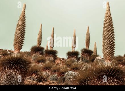 Puya Raimondii Pflanzen hoch in den peruanischen Anden, Südamerika. Stockfoto