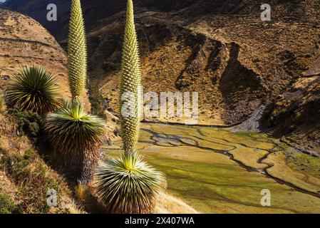 Puya Raimondii Pflanzen hoch in den peruanischen Anden, Südamerika. Stockfoto