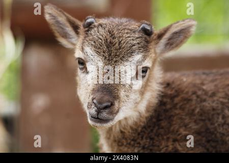 Castlemilk Moorit Lamb, Spitalfields City Farm, Großbritannien Stockfoto