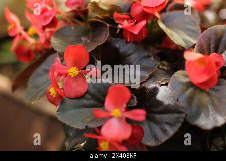 Rote Begonien mit Bronzeblatt blüht im Garten. Stockfoto