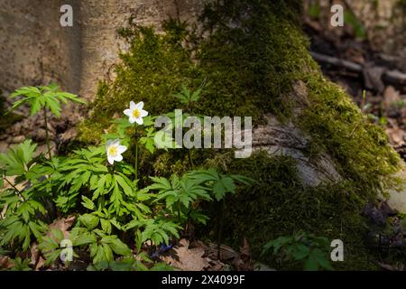 Holzanemone (Anemone nemorosa) an einem sonnigen Tag. Old Manor Park. Hintergrundbild. Selektiver Fokus. Stockfoto