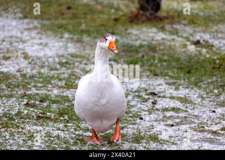 Weiße Gans auf der schneebedeckten Wiese im Winter. Stockfoto