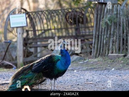 Pfau steht auf dem Boden im Park. Selektiver Fokus. Stockfoto