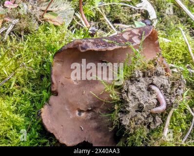 Aderiger Morchelbecherling (Flatschmorchel), Disciotis venosa, Bleichbecher, Verny Becher, Becher Morchel, Ansicht nach unten, Sicht von unten Stockfoto