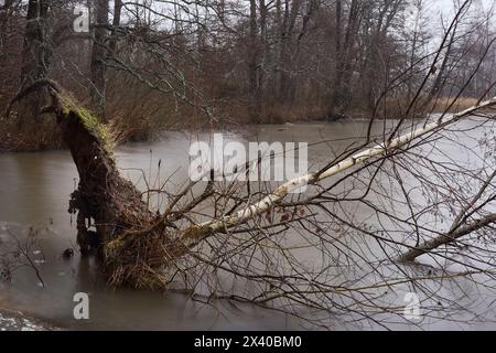 Eine entwurzelte Birke, die im Spätherbst in den See fiel Stockfoto