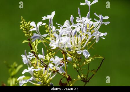 Plumbago auriculata oder cape Leadwort oder Blaue Plumbagi blühende Strauchpflanze. Blaues Blütenblattwerk Stockfoto