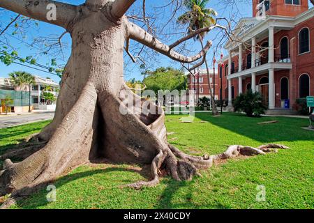 USA. Florida. Die Tasten. Key West. Historisches und touristisches Zentrum. Der Gerichtshof rechts. Auf der linken Seite ein Kapokbaum. Stockfoto