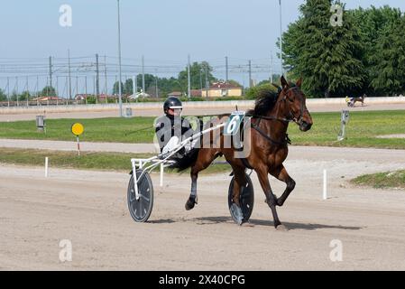 Trabpferde und Reiter auf der Rennbahn in Padua Wettbewerbe für Trabpferde. Pferd Nr. 6 läuft mit Reiter auf der Rennstrecke. Stockfoto