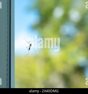 Eine Kranfliege, die auf klarem Glas einer Fensterscheibe sitzt, mit weichem Bokeh-Hintergrund. Stockfoto