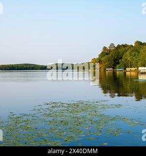 Seerosen oder Nymphaeaceae, die im Spätsommer auf dem Seewasser auf einem wunderschönen Minnesota See schwimmen, mit Seeufer und Horizont. Quadratisches Bild. Stockfoto