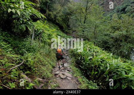 Trekking durch eine Kardamomplantage im Kangchenjunga (Kanchenjunga) Base Camp, Trek, Yamphuddin, Nepal Stockfoto