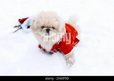 Niedliche Hündchen Pekingese In Warmer Kleidung, Die Im Schnee Stehen Stockfoto