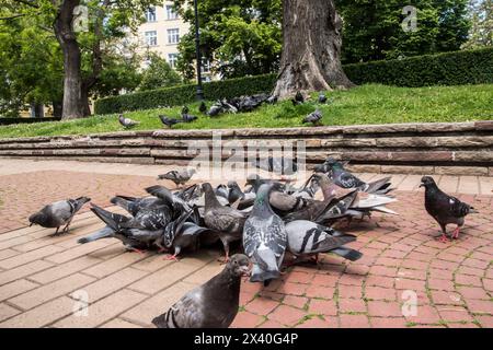 Herde von urbanen grauen Wildtauben, die sich in Stadtparknähe ernähren Stockfoto