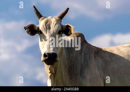 Zebu-Nellore-Kuh im Weidegebiet einer Rinderfarm in Brasilien Stockfoto