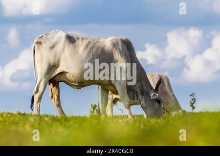 Zebu-Nellore-Kuh im Weidegebiet einer Rinderfarm in Brasilien Stockfoto