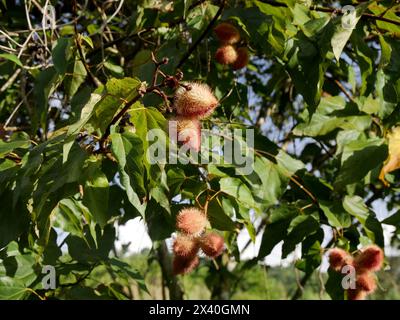 Achiotenfrüchte, die auf bixa Orellana wachsen Stockfoto