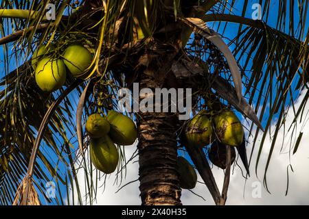 Closer Coconut Cluster am Baum des Meereshimmels helle Atmosphäre. Kokosnuss-Cluster auf Kokosnuss in Brasilien Stockfoto