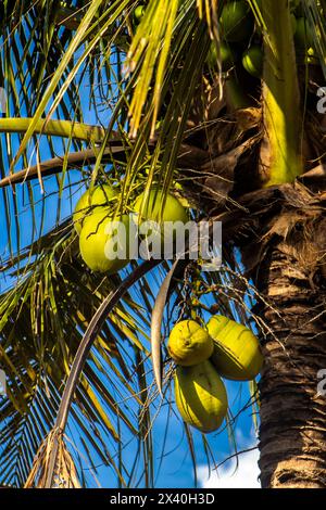 Closer Coconut Cluster am Baum des Meereshimmels helle Atmosphäre. Kokosnuss-Cluster auf Kokosnuss in Brasilien Stockfoto