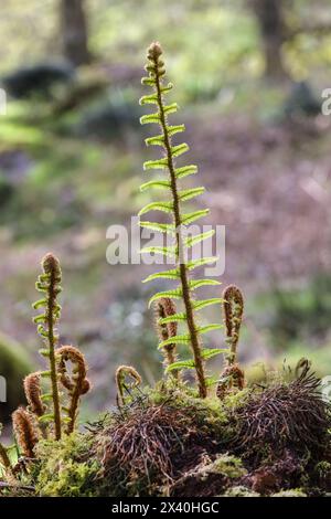 Fern-Fronds entfalten sich im Frühjahr, Borrowdale, Lake District, Cumbria, Großbritannien Stockfoto