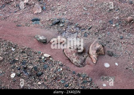 Red Sandstone Conglomerate Rock, Aberdour, Fife Coast, Schottland, Großbritannien Stockfoto