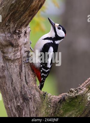 Ein großer Spotted Woodspecht (Dendrocopos Major) auf einem Baumstamm in Gloucestershire, Großbritannien Stockfoto