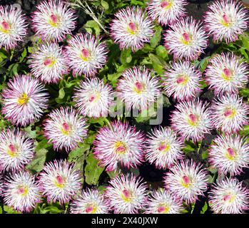 Bellis perennis Pomponette blüht in einem Blumenbeet in einem Blumenbeet Stockfoto