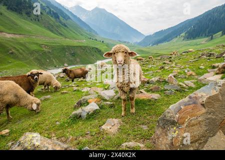 Ziegenherde im Warwan Valley, Kaschmir, Indien Stockfoto