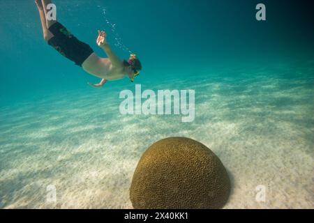 Junge Schnorchler tauchen in Richtung Korallen im Buccoo Reef und Nylon Pool, Tobago, Republik Trinidad und Tobago Stockfoto