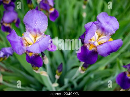 Nahaufnahme lebendiger, tiefvioletter Iris (Iris), nass von Wassertropfen; Surrey, British Columbia, Kanada Stockfoto