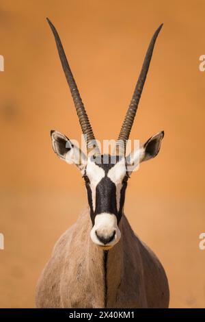 Nahaufnahme eines Oryx (Oryx gazella) oder Gemsbok; Kalahari Nationalpark, Südafrika Stockfoto