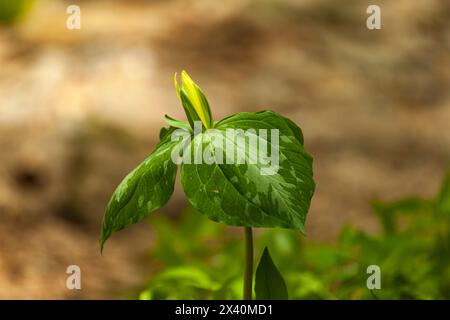 Nahaufnahme einer Trillium-Pflanze, die im Frühling an den Whiteoak-Senken in den Great Smoky Mountains zu blühen beginnt Stockfoto