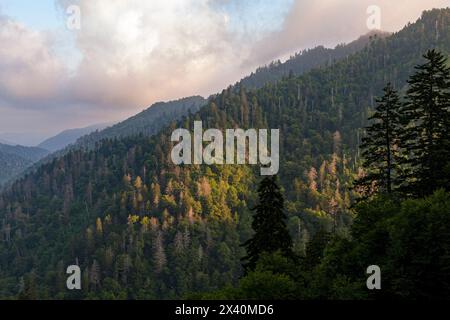 Tote Bäume verstreut an einem Berghang in den Great Smoky Mountains von Tennessee im Great Smoky Mountain National Park Stockfoto