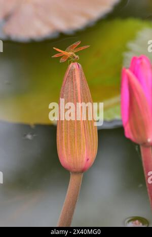 Orange Libelle (Anisoptera) leuchtet auf einer rosa Seerose (Nymphaea pubescens) im Pink Lotus Lake; Udon Thani, Thailand Stockfoto