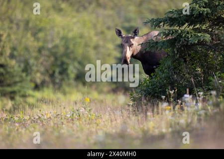 An einem Spätsommerabend im Kincaid Park in der Nähe von Anchorage, Alaska, erhebt sich ein Kuhelchen (Alces alces) hinter einer Fichte Stockfoto