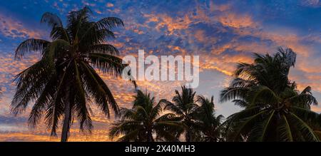 Blick auf Palmen vor blauem Himmel mit rosa Wolken bei Sonnenuntergang in Cayo Guillermo; Cayo Guillermo, Jardines del Rey, Kuba Stockfoto