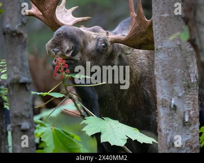 Nahaufnahme eines Reifen Bullenmochs (Alces Alces), der an Reifen, roten Teufelsbeeren in der Nähe von Anchorage im borealen Wald knabbert, oder Herbst... Stockfoto