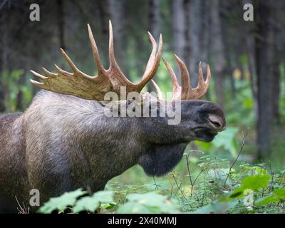 Nahaufnahme eines großen Bullenelchs (Alces Alces), der den borealen Wald abtastet, während Anfang September die Brut- oder Herbstsaison beginnt Stockfoto