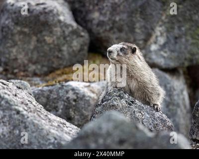 Murmeltier (Marmota caligata) ist in der Nähe der Höhle zwischen Felsbrocken im Hatcher Pass, nördlich von Palmer im Talkeetna Moun in Alaska... Stockfoto