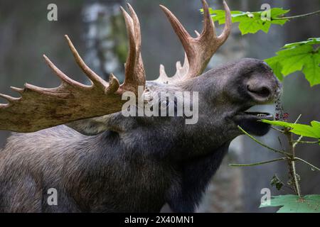 Nahaufnahme eines Reifen Bullenmochs (Alces Alces), der an Reifen, roten Teufelsbeeren in der Nähe von Anchorage im borealen Wald knabbert, oder Herbst... Stockfoto