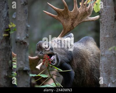 Nahaufnahme eines Reifen Bullenmochs (Alces Alces), der reife, rote Teufelsbeeren in der Nähe von Anchorage im borealen Wald isst, wie die Furche, oder herbstbrote... Stockfoto