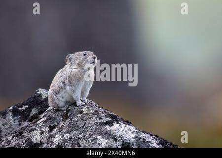 Die Pika mit Kragen (Ochotona collaris) steht hoch oben am Hatcher Pass in Alaska in den Talkeetna Mountains nördlich von Palmer. Pikas sind keine Nagetiere, sondern ... Stockfoto