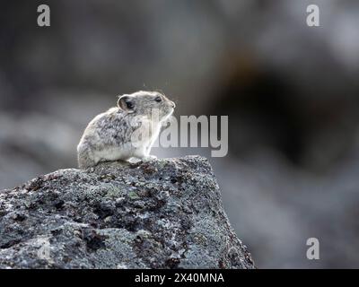 Die Pika mit Kragen (Ochotona collaris) steht hoch oben am Hatcher Pass in Alaska in den Talkeetna Mountains nördlich von Palmer. Pikas sind keine Nagetiere, sondern ... Stockfoto