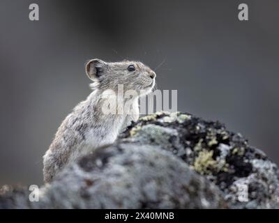 Die Pika mit Kragen (Ochotona collaris) steht hoch oben am Hatcher Pass in Alaska in den Talkeetna Mountains nördlich von Palmer. Pikas sind keine Nagetiere, sondern ... Stockfoto