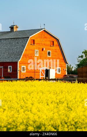 Große rote Scheune, die bei Sonnenaufgang warm leuchtet, mit blühendem Rapsfeld und blauem Himmel, östlich von Calgary, Alberta, Kanada Stockfoto