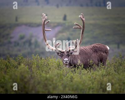 Bulle Caribou (Rangifer tarandus granti) blickt von der Fütterung auf, während sich ein Besucher in der Nähe des Savage River im Denali National Park in Alaska und ... nähert Stockfoto